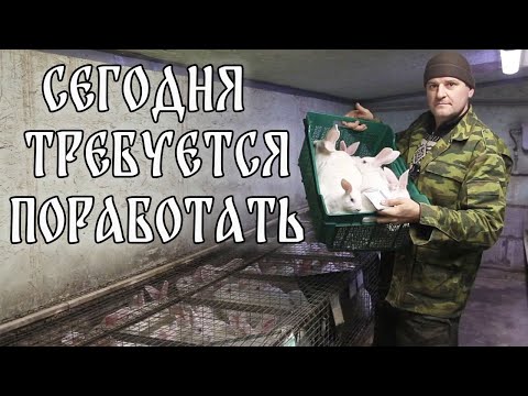 Видео: ЕСТЬ ЖЕЛАЮЩИЕ? РАБОТА В КРОЛЬЧАТНИКЕ И ВИНОГРАДНИКЕ