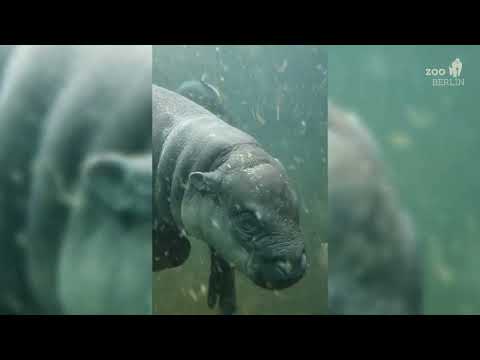 Brötchen auf Tauchgang - Brötchen on a dive 🦛💦