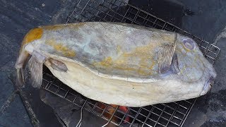 SEA Cowfish Boxfish - Vietnam street food - Wild street food in Vietnam