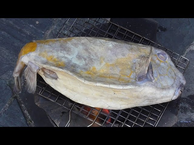 SEA Cowfish Boxfish - Vietnam street food - Wild street food in Vietnam