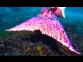 Mermaid Melissa - Siren In The Seaweed