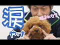 【犬のお手入れ】犬の涙やけについて
