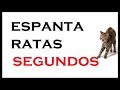 sonido de GATAS para 🔴ESPANTAR RATONES🔴