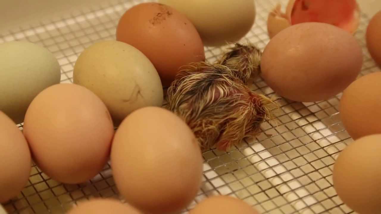 Chicks Hatch Day 1, Update 2 11 am YouTube