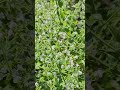 Lesser Calamint Nyc Lesser Calamint Nyc
