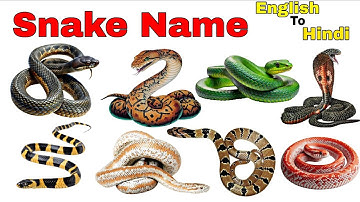 20 Snake Names in English for Kids | Learn Snake Species with Pictures and Facts | Reptiles Video