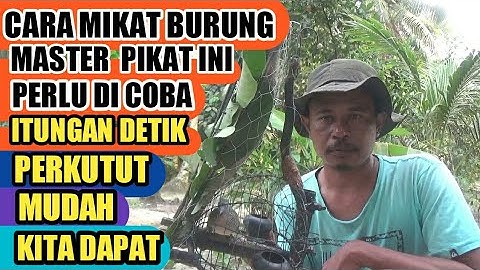 pemula yang lagi belajar mikat burung perkutut dengan cara ini mudah kita dapat