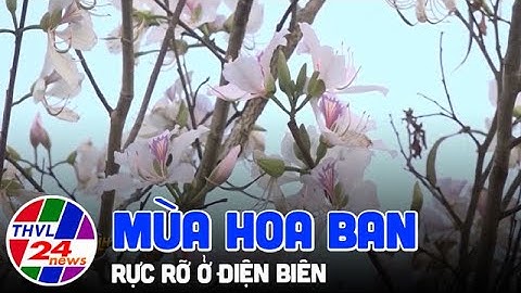 Điện Biên rực rỡ mùa hoa ban