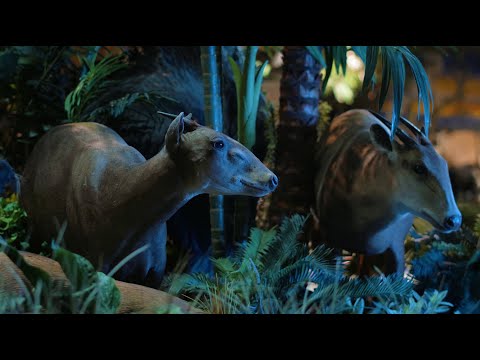 Blackhawk Museum Presents World of Nature