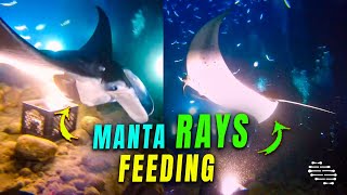 Manta Rays Feeding and Swimming Around Divers
