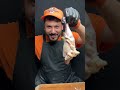 الحمام الكداب الحمام الكداب