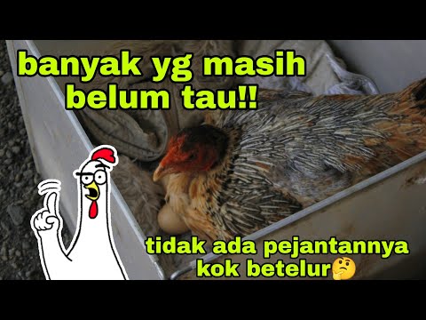 Video: Haruskah ayam jantan bersama ayam petelur?