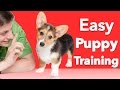 How to Teach your Dog 3 Things Right Now!