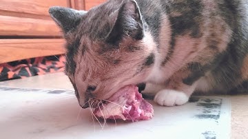 Blue Tortie gnaws on raw Chicken back