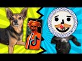 Best Dog Viral Tik Tok Wins $10,000 Challenge! PawZam Dogs