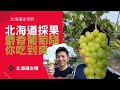 【北海道採果】太誇張!!!台幣千元的麝香葡萄只要日幣一千一隨便你採到飽