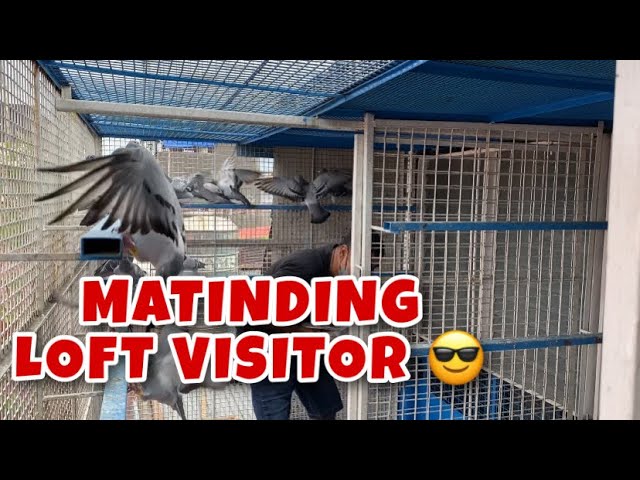 MATINDING LOFT VISITOR |Reggie Cruz Loft & Aviary #reggiecruzloft #racingpigeon class=