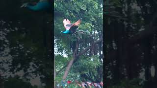 Pavão voando @CrisSunLife #peacock #flying #nature