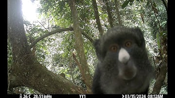 Camera traps reveal canopy wildlife in Dzanga Sangha