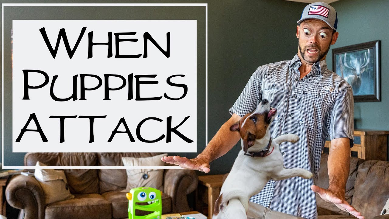 Puppy Biting To The Extreme - Caught Me Completely Off Guard - You Ask We Answer Episode 22: Part 2