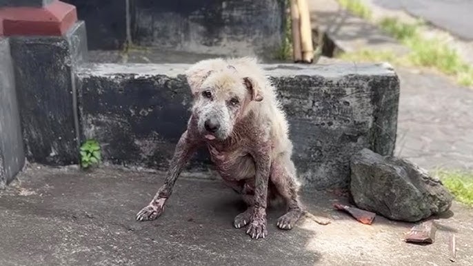 He begged his owner not to let me take him away, the owner didn't look at him once - YouTube