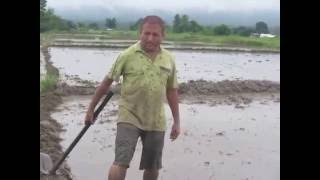 Preparing for Rice planting field  Madi chitwan, Nepal