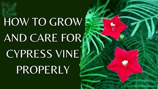How to Grow n Care for Cypress Vine\/ Tarulata \/ Ganesh Bel Properly