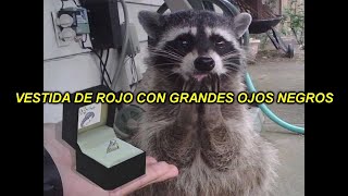 Greens on Toast - Raccoon GF (Sub. Español)