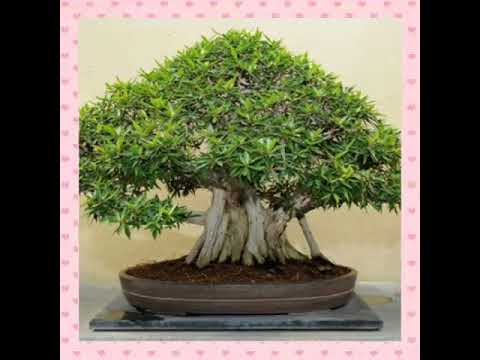 bonsai-bonsai-tree-bonsai-sushi-bonsai-trees-for-sale-bonsai-pots-bonsai-garden-bonsai-kitten-bonsai