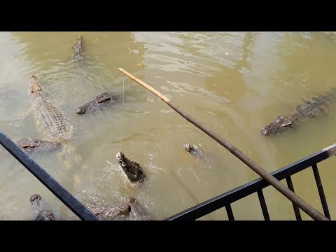 Video: Cầu Cá Sấu