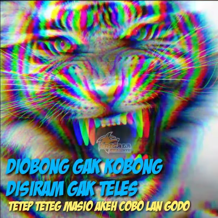 Story wa macan putih,kolosebo (kata-kata jawa)