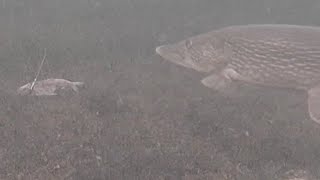 Late Season Pike Underwater Footage at Bakers Narrows Lodge!