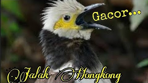 Jalak Hongkong Liar Gacor. Bawel Super Cerewet