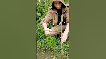 Fish trap #bushcraft #trap #fishing #survival