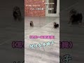 【那是誰！】吉娃娃照鏡子一臉疑惑 呆萌反應惹笑網友｜吉娃娃｜鏡子｜搞笑