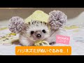 ハリネズミがぬいぐるみで遊んじゃう！