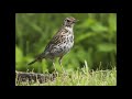 Голоса птиц. Дрозд певчий (Turdus philomelos)