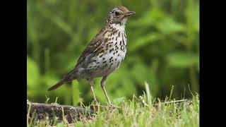 Голоса птиц. Дрозд певчий (Turdus philomelos)