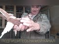 НИКОЛАЕВСКИЕ ГОЛУБИ. ОБЗОР КРАСНЫХ И ЖЁЛТЫХ ГОЛУБЕЙ В НАШЕМ ПИТОМНИКЕ. NIKOLAEVSKIE PIGEONS.