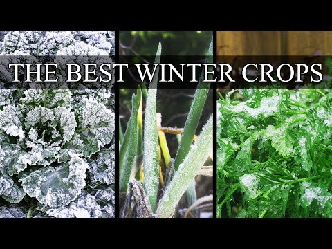 Video: Top 10 zimskog povrća: Najbolje povrće za hladno vrijeme