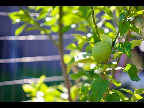 The MOST Effective Way to Prune a Citrus Tree (Lemons, Limes, Oranges, u0026 Grapefruit)