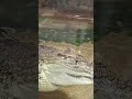 Гигантский крокодил Гоша,🐊 живёт в торговом комплексе.