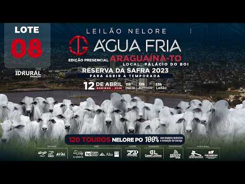 LOTE 08