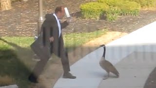 Goose Attacks Businessman LOL