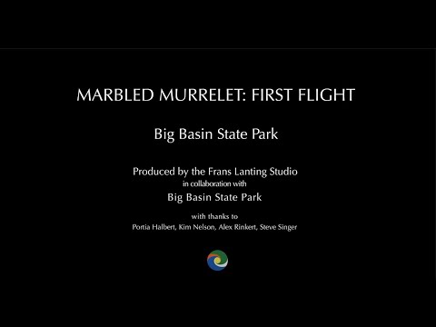 Marbled Murrelet: First Flight