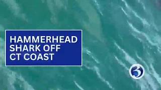 Hammerhead shark spotted off Connecticut coast