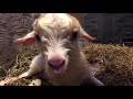 Goat Birth Baby FULL (WARNING GRAPHIC)