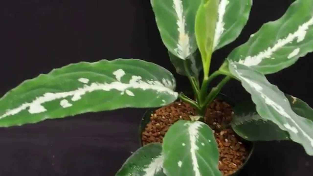 アグラオネマピクタム/aglaonema  アルゲンタム   （特大サイズ）