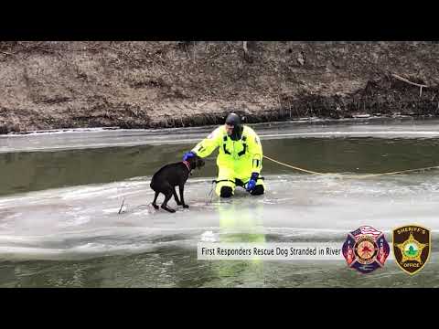 Cass County First Responders Rescue Stranded Dog on a Chunk of Ice in the River