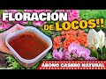 FLORACIÓN AL INSTANTE!! Abono Casero HACER FLORECER PLANTAS  y FLORES en MINUTOS!! | Jardín y Huerto